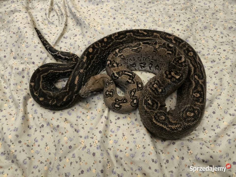 Boa constrictor Leopard Anery Type 2 samiec Siedlce sprzedam
