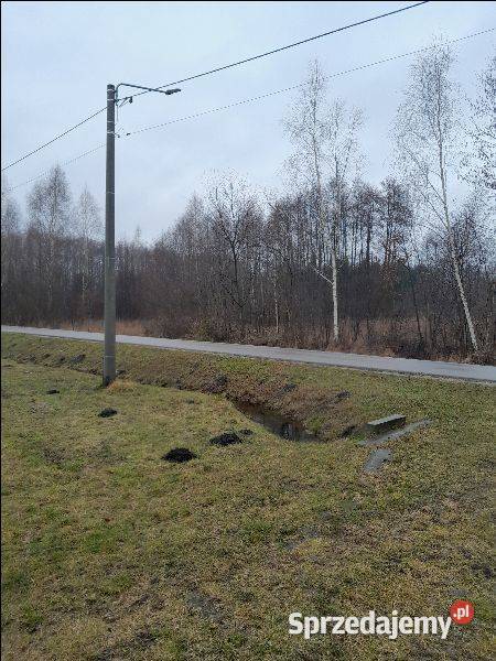 Bieganów Poziomkowa Sprzedaż mazowieckie