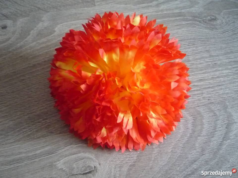 Duża 17 chryzantema główka żółta fioletowa zachodniopomorskie Szczecin