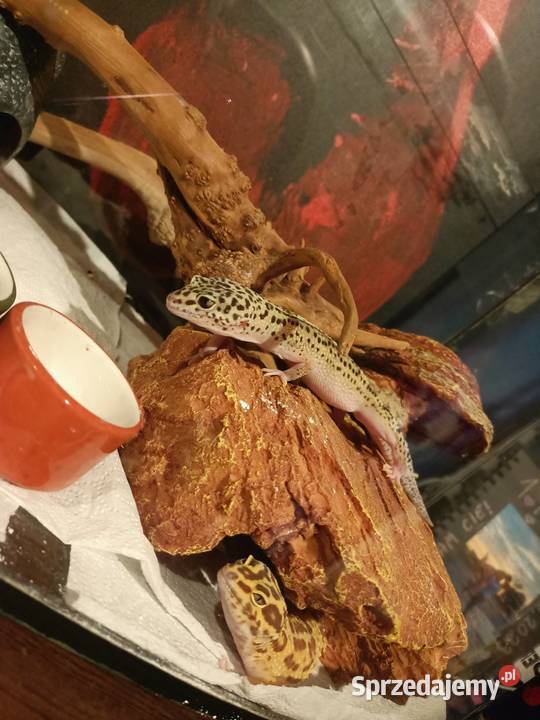 Jaszczurki duży zestaw Gady i płazy Niedźwiedź