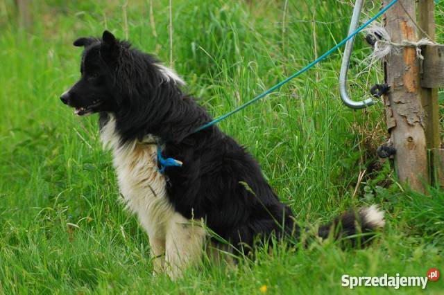 border collie sprzedam szczenięta Jelenia Góra sprzedam
