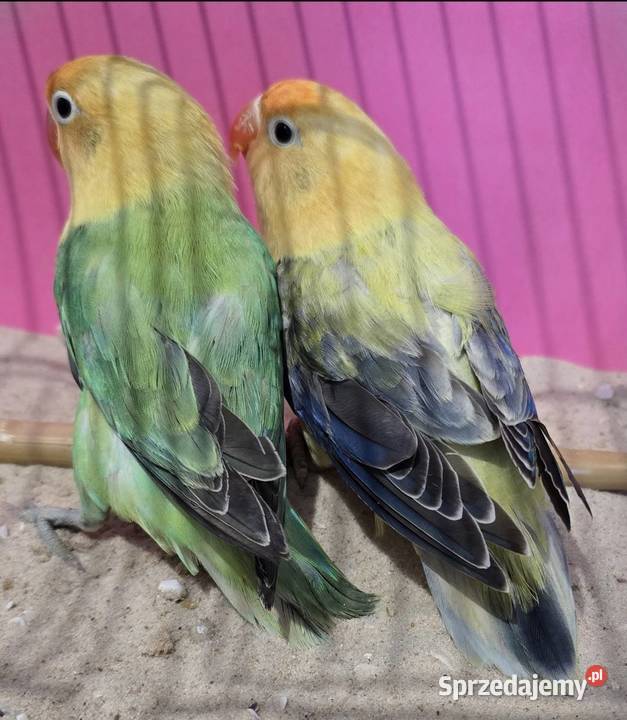 Nierozłączka Fischer młode łatwo się oswajają i Poznań