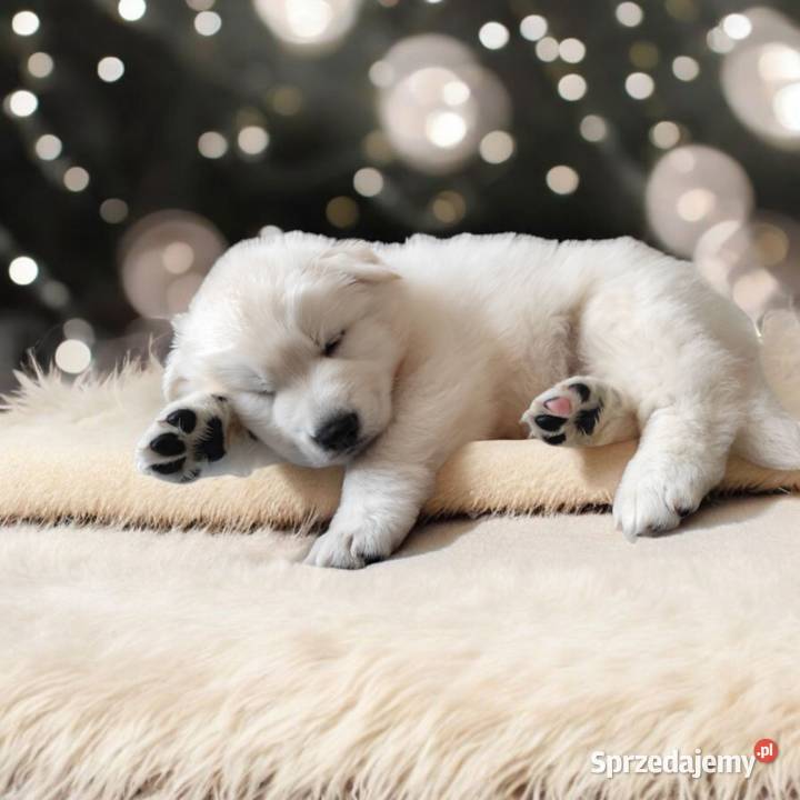 Biały Owczarek Szwajcarski ZKwP FCI szczenieta Grodzisk Mazowiecki