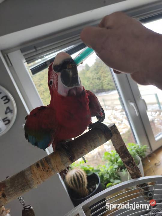 Ara Chloroptera samiec RK małopolskie Olkusz