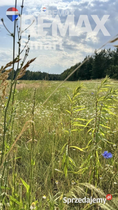 działka budowlana w otoczeniu lasu Gójszcz
