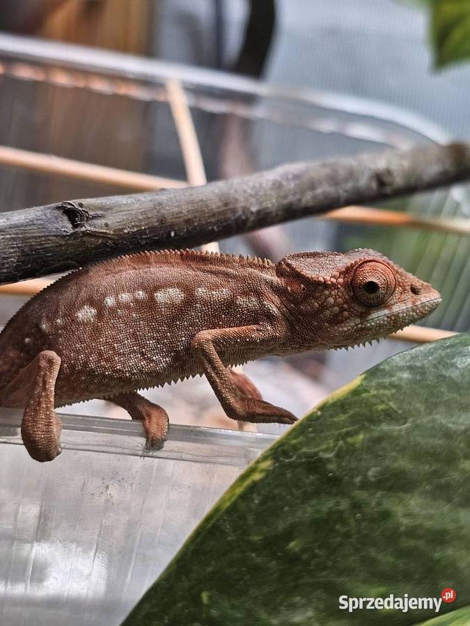 Samiczki kameleona lamparciego Ambilobe małopolskie