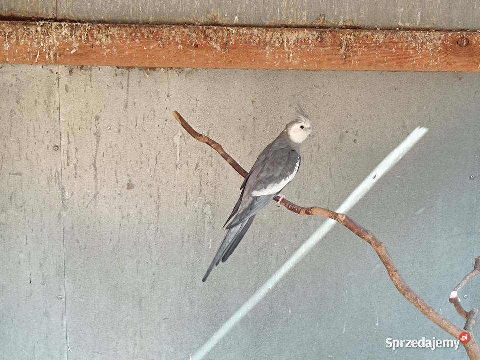 Papuga nimfa białogłowa samiec Przymiłowice