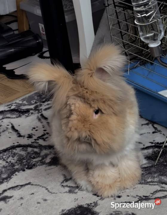 Sprzedam królika angora york podkarpackie sprzedam