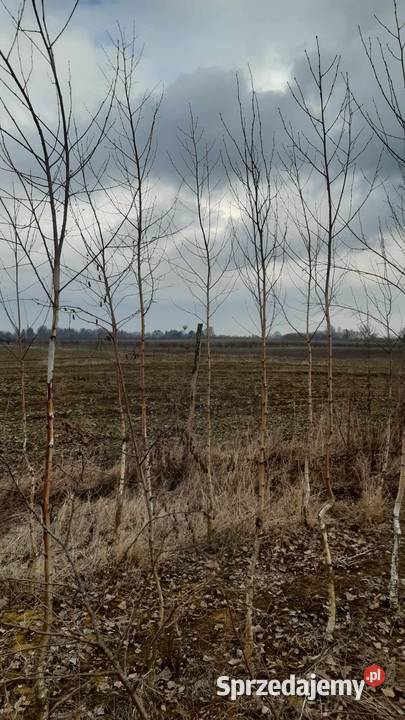 Brzoza brodawkowata Betula pendula 810 Liściaste Nałęczów sprzedam