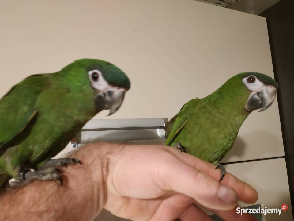 Ara nobilis ręcznie karmione oswojone młode 2019 Ptaki Budzów