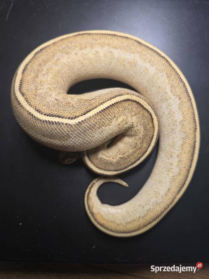 Wąż pyton królewski python regius samica Wrocław