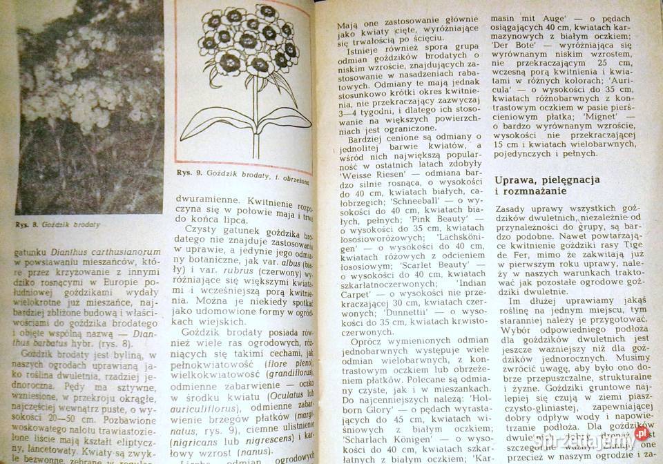 Goździki w ogródku Rabatowe skalne Kazimierz Chełm sprzedam