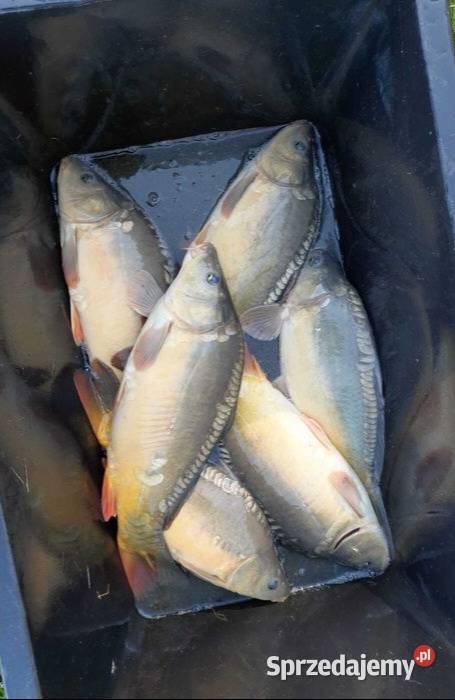 KARP ŻYWY HANDLOWY GIERAŁTOWICE Ryby małopolskie Gierałtowice