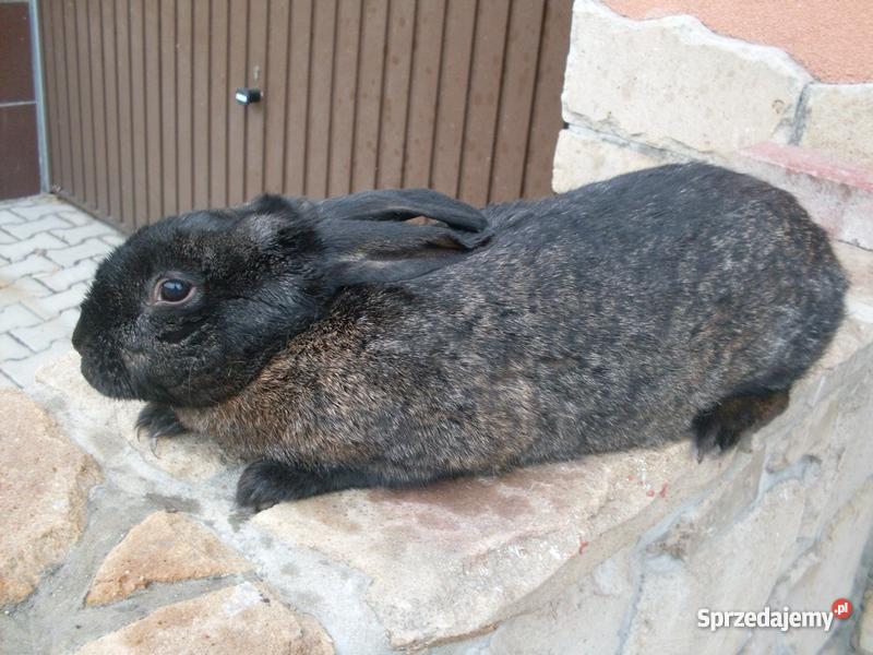 sprzedaz królików hodowlanych sprzedam