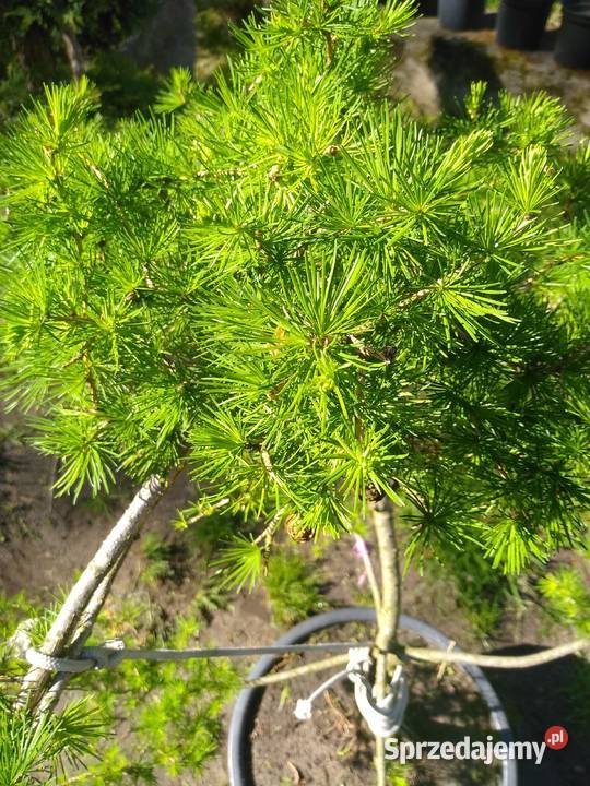 modrzew formowany Wałycz