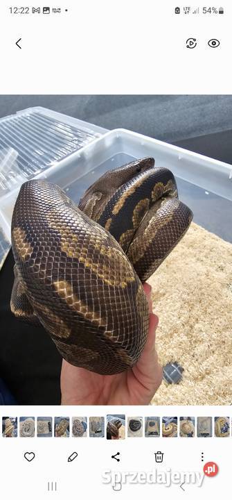 Piękny samiec pyton królewski mohogany cinnamon Bydgoszcz