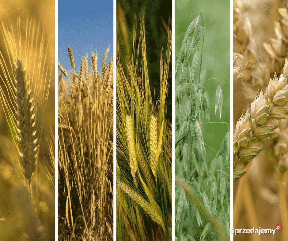 Żyto jare zyto jare Trojany