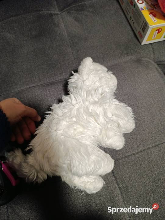 kot biały pluszak maskotka zabawka pluszowa Poznań