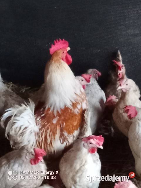 Sprzedam kury z jajkiem