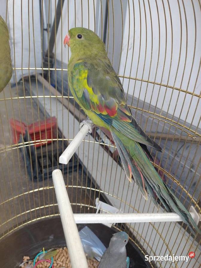 Papugi egzotyczne Sobków