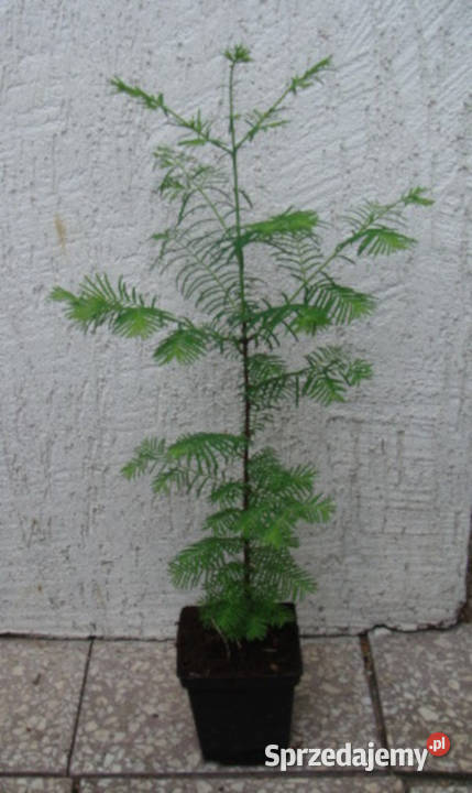 METASEKWOJA CHIŃSKA sadzonki w doniczkach Ustronie