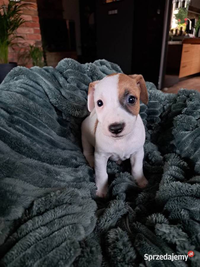 Jack Russell Terrier Kościerzyna