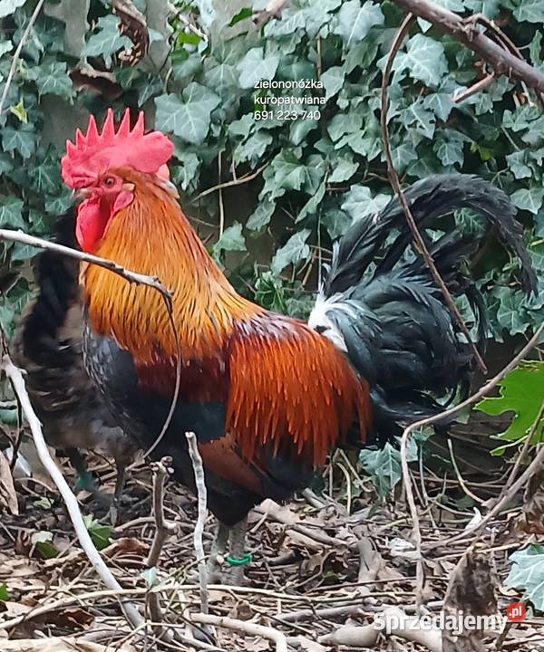 jajka lęgowe rasy leghorn zielononóżka i inne