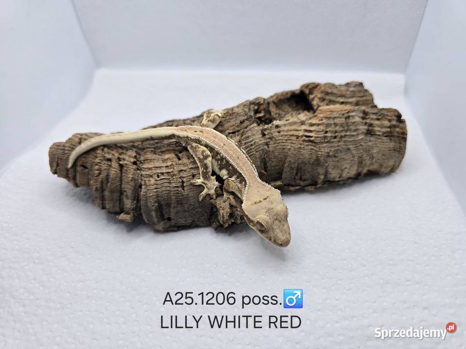 Gekony orzęsione Gady i płazy śląskie Zawiercie