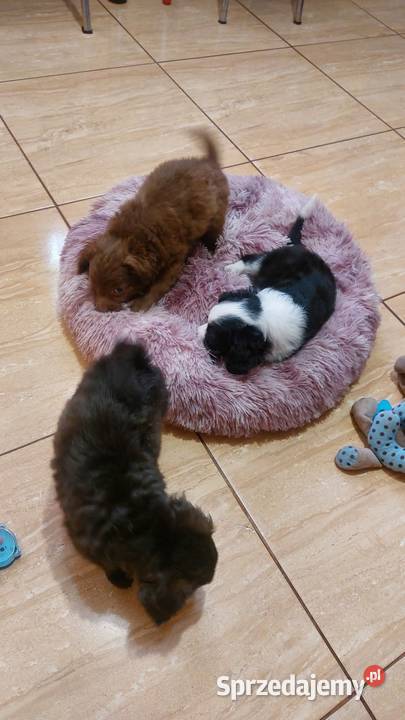 Yorkiepoo szczeniaki Warszawy gotowe do zmiany Płońsk