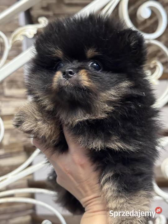 Pomernian dziewczynka black tan FCI Zwierzęta