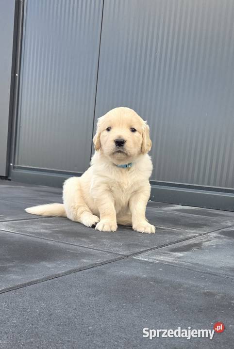 Golden Retriever szczeniaki świętokrzyskie Wilkowa