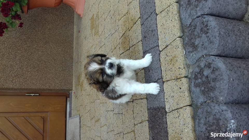 śliczne małe pieski Bogatki