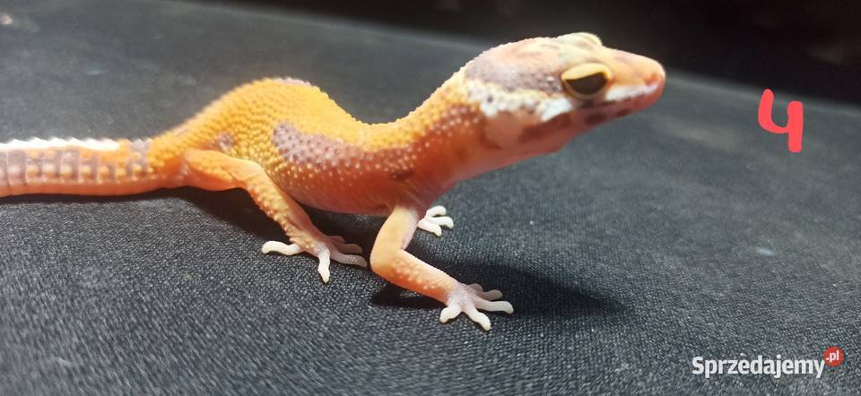 eublefary lamparcie młode małopolskie Kraków