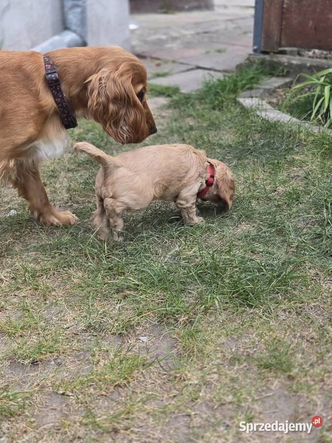 Szczeniaki cocker spaniel Nicponia