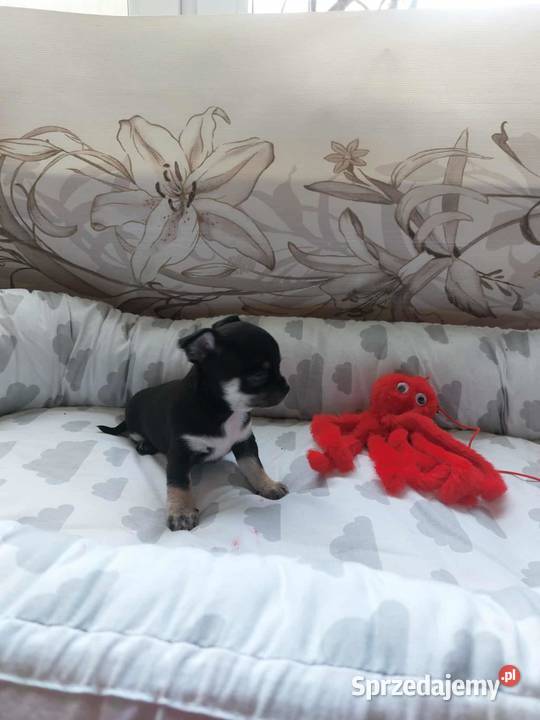 Szczeniaki piesek suczka chihuahua mazowieckie Płońsk