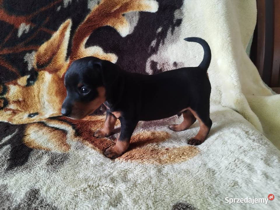 Pinczery miniaturowe podkarpackie Stary Dzików