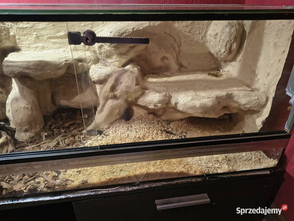 Pyton Królewski z Terrarium Gady i płazy Poznań