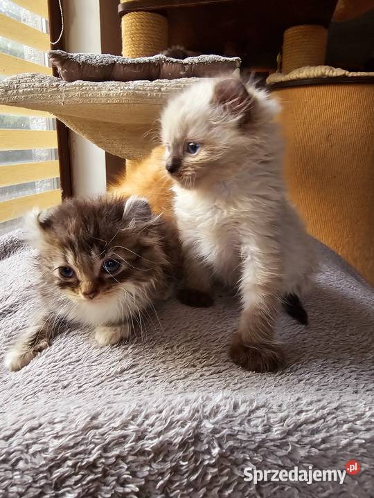 American curl wyjątkowe kocięta Zielona Góra