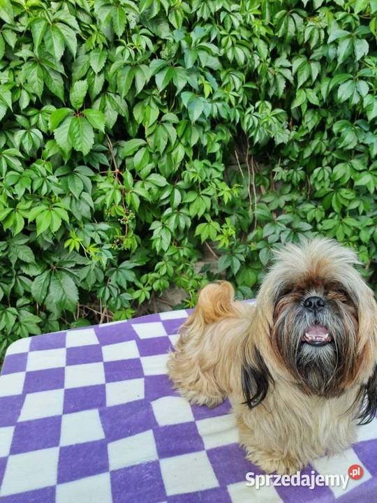 Pieski Shih Tzu zkwp fci gotowe do odbioru sprzedam