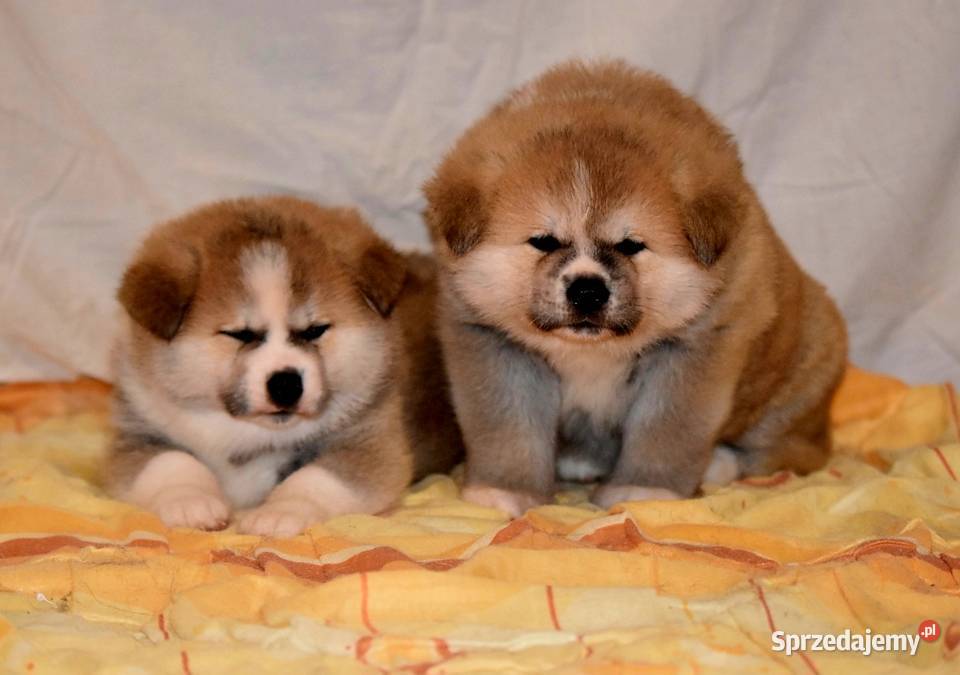 Akita Japonska czerwona suczka Zwierzęta warmińsko-mazurskie Morąg