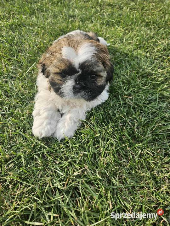 SHIHTZU TRICOLOR Łosice
