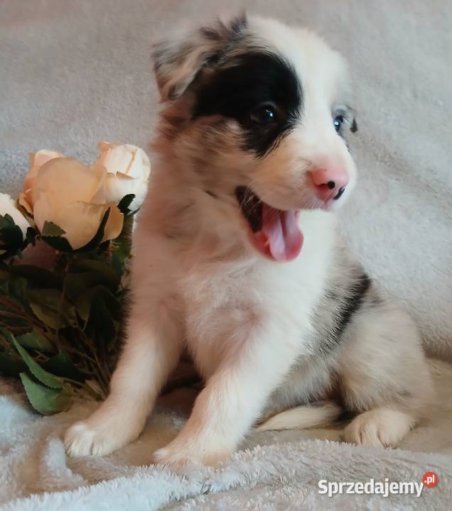 Border collie blue merle sprzedam