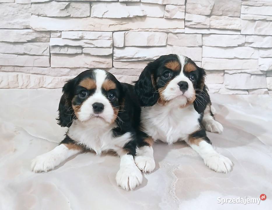 szczenięta Cavalier king charles spaniel Rzeszów