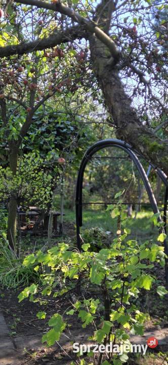 Sprzedam działkę rod Sosnowiec