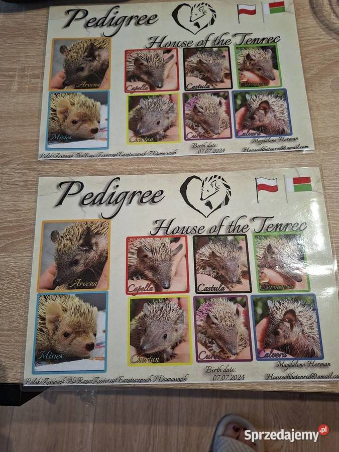 Sprzedam tenerki mniejsze z rodowodem OKAZJA śląskie Sosnowiec