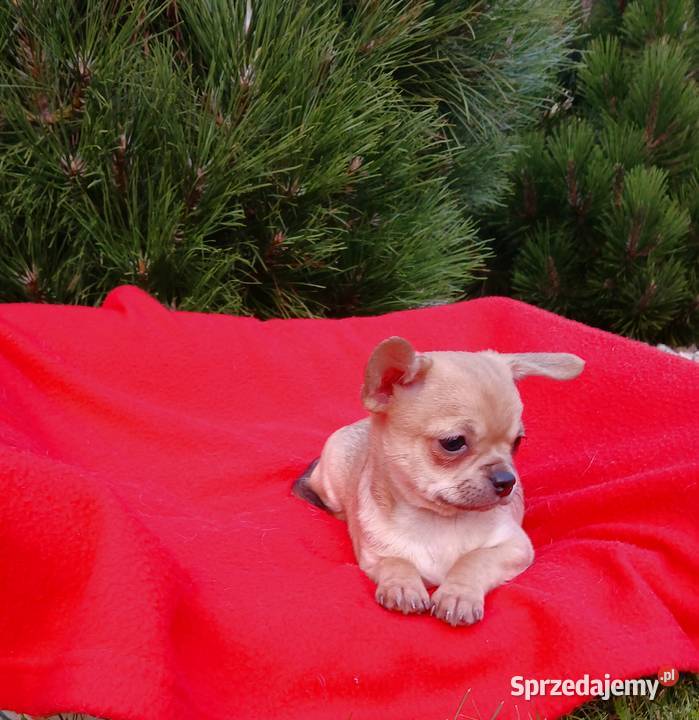 Piękny piesek chihuahua Płock sprzedam