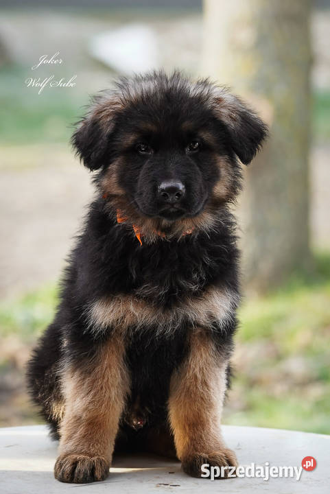 Owczarek niemiecki długowłosy ZKwP FCI z pełną Owczarek Ozorzyce sprzedam