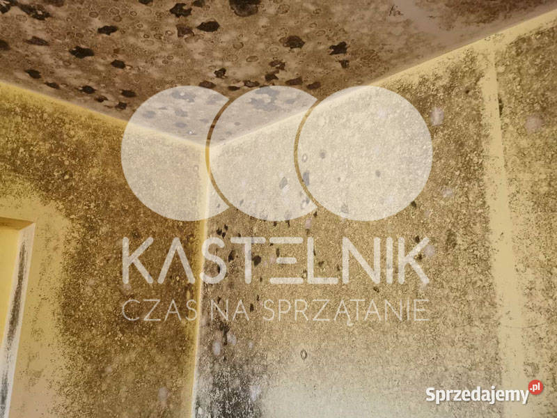 Odgrzybianie ścian Szczytna Kastelnik Usuwanie