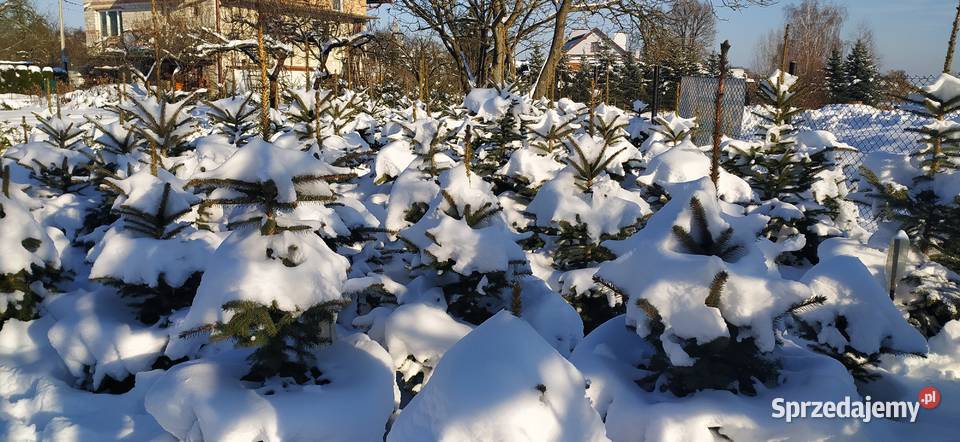Choinki Plantacja Mielec Pozostałe sprzedam