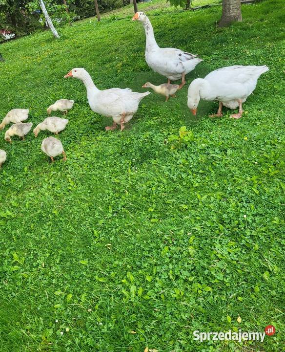 Gęsi Białe Karmione Owsem Wolny Wybieg Dorosłe i podkarpackie Rzeszów